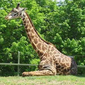 Masai giraffe sitting
