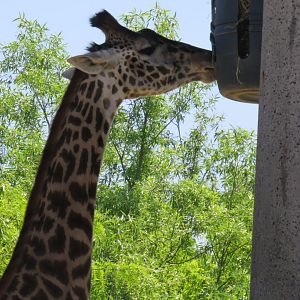 Masai giraffe