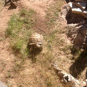 Desert Tortoise 6-22-2019
