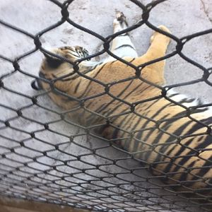 Sleepy Tiger 6-22-2019