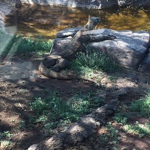 Komodo Dragon 6-22-2019
