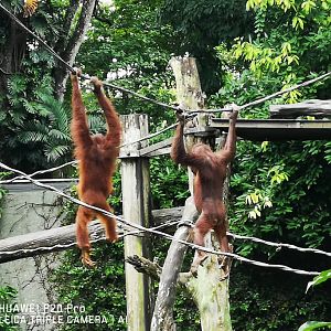 Bornean Orangutans