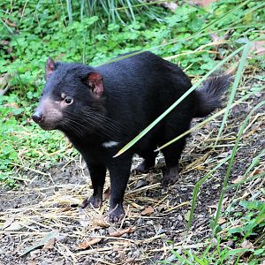Tasmanian Devil (Sarcophilus harrisii)