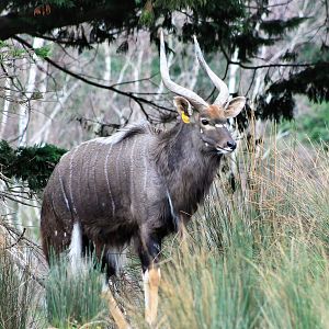 Male Nyala (Tragelaphus angasii)
