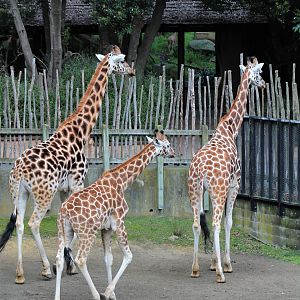 Giraffes