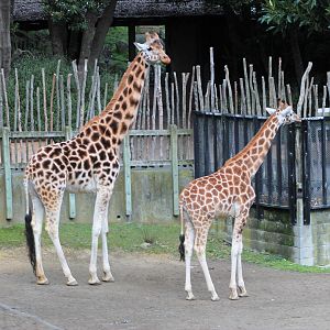 Giraffes
