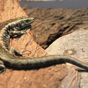 Otago Skink (Oligosoma otagense)