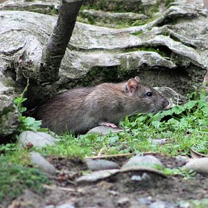 Brown Rat (Rattus norvegicus)