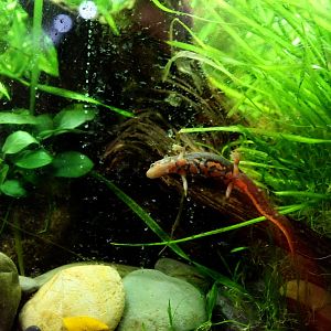 Bingzhi's paddletail newt