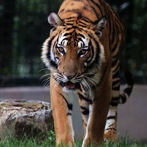 South China tiger young male