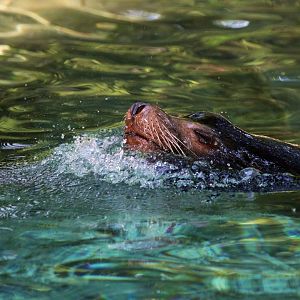 California sea lion