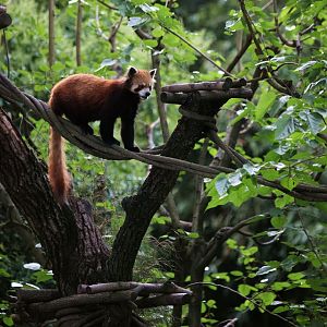 Red panda