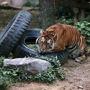 Adult Bengal tiger licking the tire after wake-up