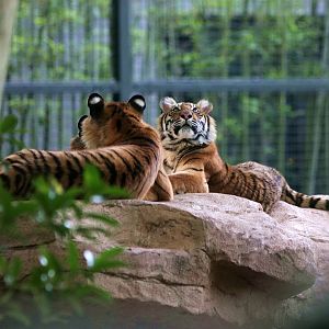 Bengal tiger immatures