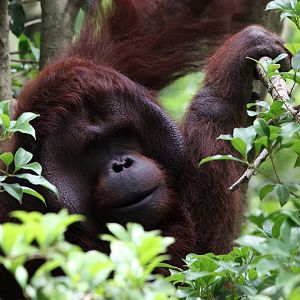 Borneo orangutan