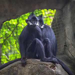 François' langur