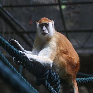 Patas monkey