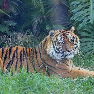 'Kai' - Male Hybrid Tiger (Panthera tigris)