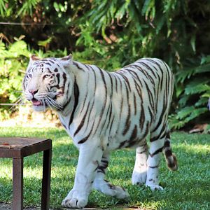 White Tiger (Panthera tigris)