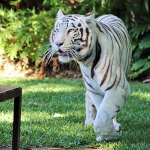 White Tiger (Panthera tigris)