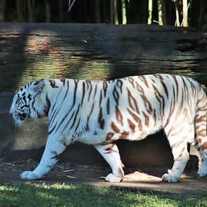 White Tiger (Panthera tigris)