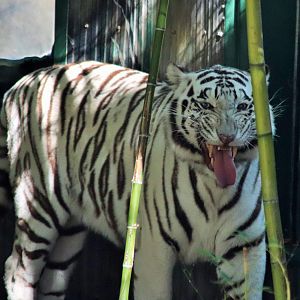 White Tiger (Panthera tigris)