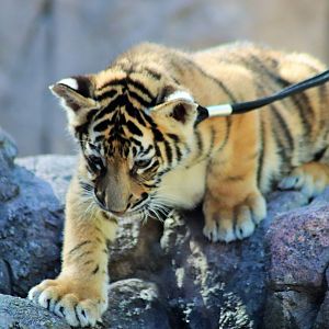 'Javi' - Hybrid Tiger Cub (Panthera tigris)