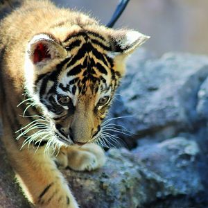 'Javi' - Hybrid Tiger Cub (Panthera tigris)
