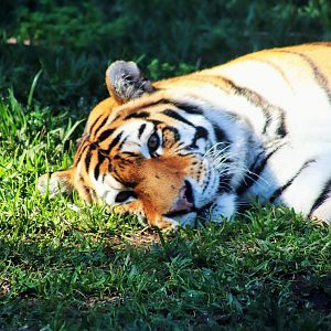 'Nika' - Hybrid Tiger (Panthera tigris)