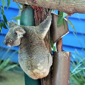 Koala (Phascolarctos cinereus)
