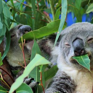 Koala Feeding Time