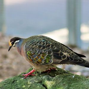 Common Bronzewing (Phaps chalcoptera)