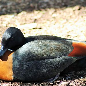 Australian Shelduck (Tadorna tadornoides)