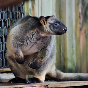 Lumholtz’s Tree Kangaroo (Dendrolagus lumholtzi)