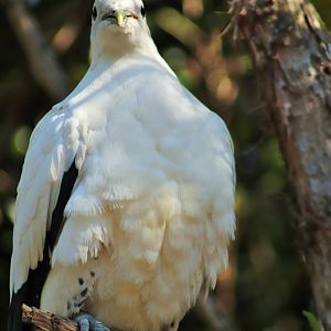 Torresian Imperial Pigeon (Ducula spilorrhoa)