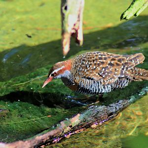 Buff-banded Rail (Gallirallus philippensis)