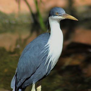 Pied Heron (Ardea picata)