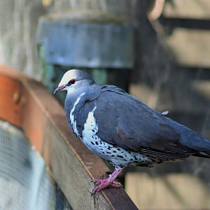 Wonga Pigeon (Leucosarcia melanoleuca)