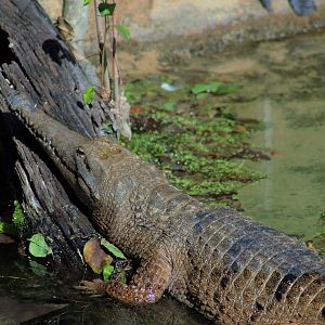 Freshwater Crocodile (Crocodylus johnsoni)