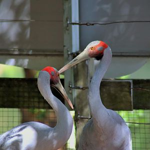 Brolga (Grus rubicunda)