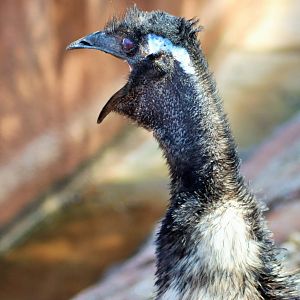 Emu (Dromaius novaehollandiae)