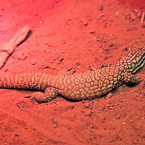 Spiny-tailed Monitor (Varanus acanthurus)
