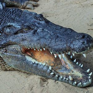 Saltwater Crocodile (Crocodylus porosus)