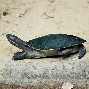 Brisbane River Turtle (Emydura macquarii signata)
