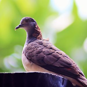 Bar-shouldered Dove (Geopelia humeralis)