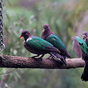 Emerald Dove (Chalcophaps longirostris)