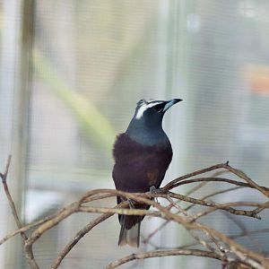 White-browed Woodswallow (Artamus superciliosus)