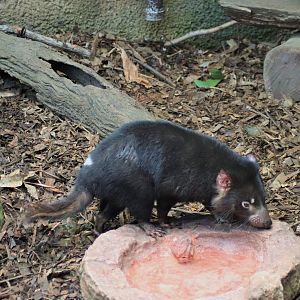 Tasmanian Devil (Sarcophilus harrisii)