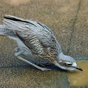 Bush Stone Curlew (Burhinus grallarius)