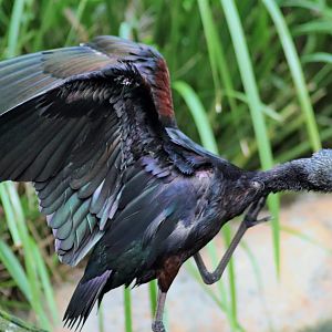 Glossy Ibis (Plegadis falcinellus)